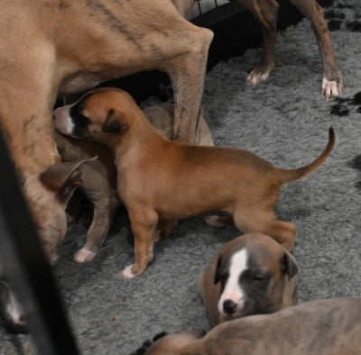 Les chiots de Whippet