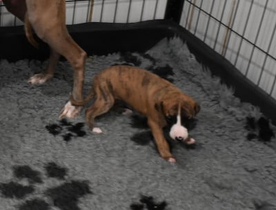 Les chiots de Whippet