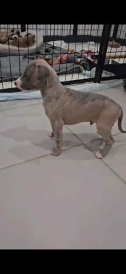 Les chiots de Whippet