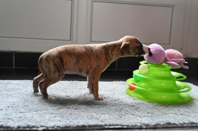 Les chiots de Whippet