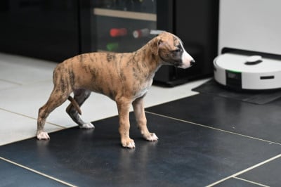 Les chiots de Whippet