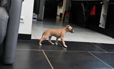 Les chiots de Whippet