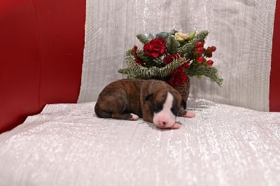 Les chiots de Whippet