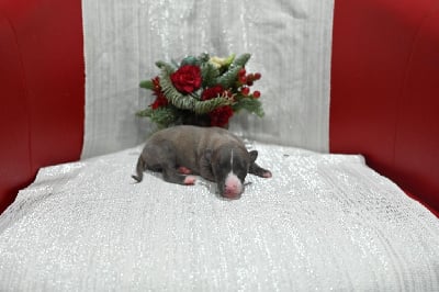 Les chiots de Whippet