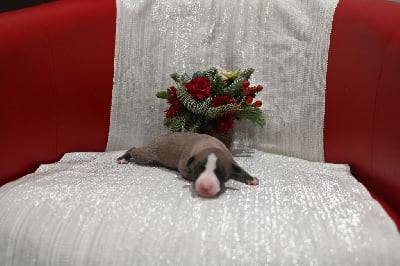 Les chiots de Whippet