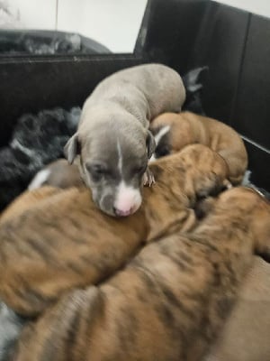 Les chiots de Whippet