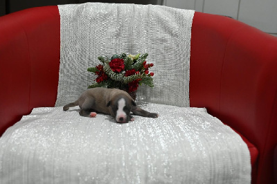 Les chiots de Whippet