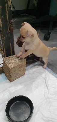 Les chiots de Chihuahua