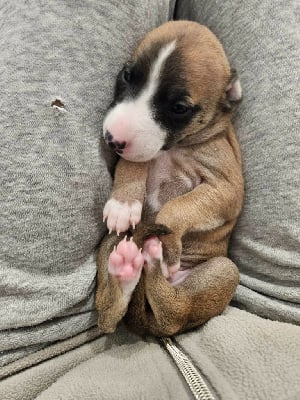 Les chiots de Whippet