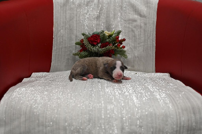 Les chiots de Whippet