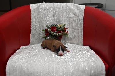 Les chiots de Whippet