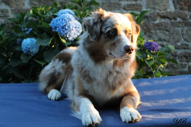 Hollister du Pays aux Longs Hivers