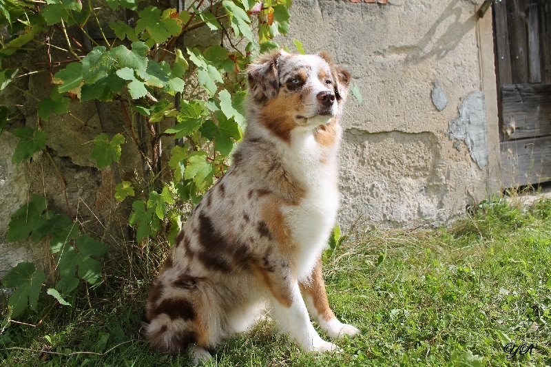 Hollister du Pays aux Longs Hivers