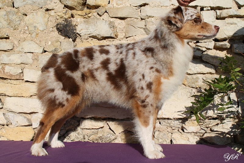 Hollister du Pays aux Longs Hivers