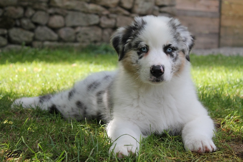 Publication : Of Yellowstone River Auteur : THEODOROU JACQUEMIN