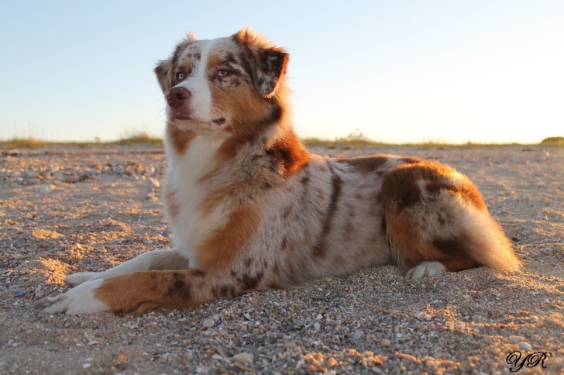 Hollister du Pays aux Longs Hivers
