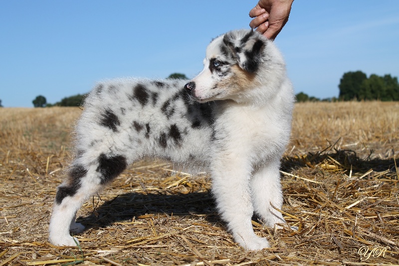 Publication : Of Yellowstone River Auteur : THEODOROU JACQUEMIN