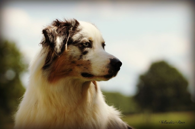 Publication : Of Yellowstone River Auteur : THEODOROU JACQUEMIN