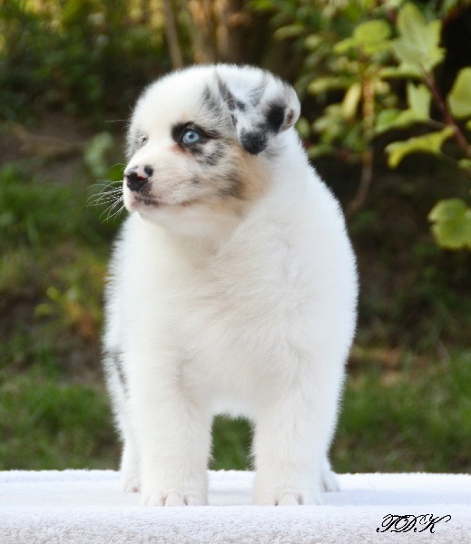 Publication : Of Yellowstone River Auteur : THEODOROU JACQUEMIN