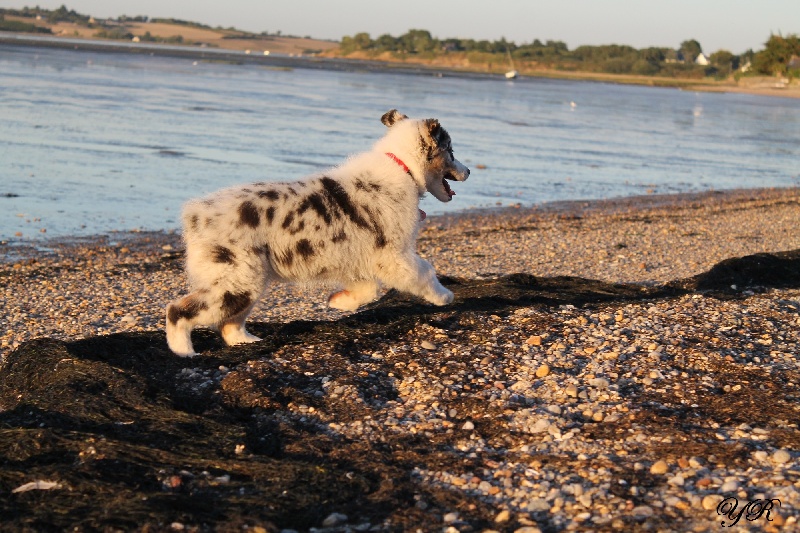 Publication : Of Yellowstone River Auteur : THEODOROU JACQUEMIN