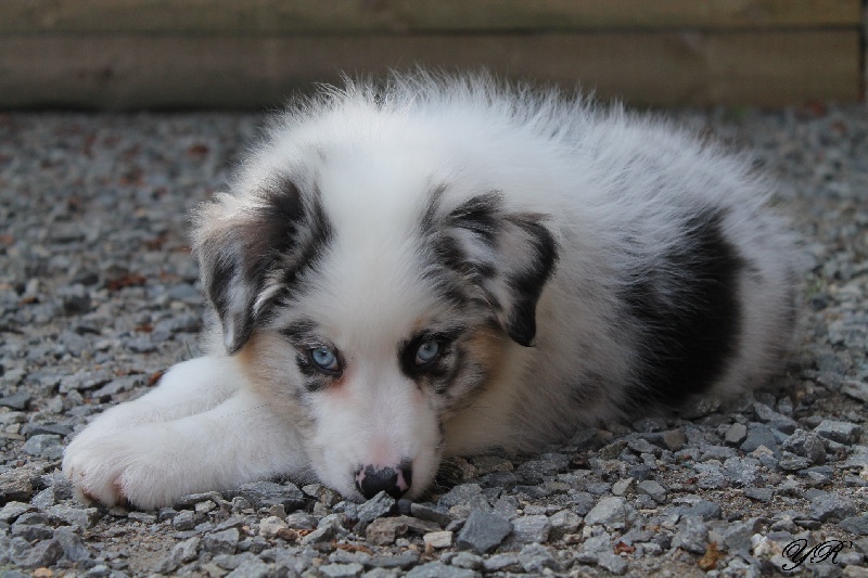 Publication : Of Yellowstone River Auteur : THEODOROU JACQUEMIN