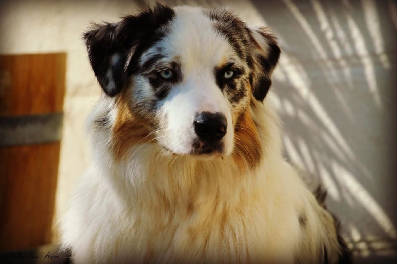 Publication : Of Yellowstone River Auteur : THEODOROU JACQUEMIN
