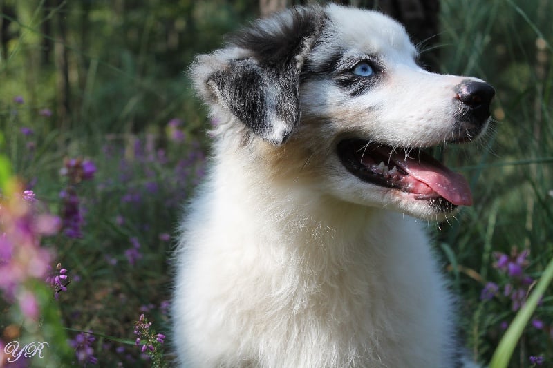 Publication : Of Yellowstone River Auteur : THEODOROU JACQUEMIN