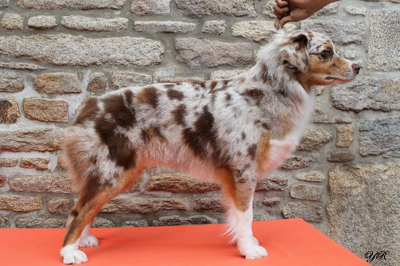 Hollister du Pays aux Longs Hivers