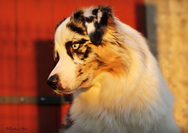 Publication : Of Yellowstone River Auteur : THEODOROU JACQUEMIN