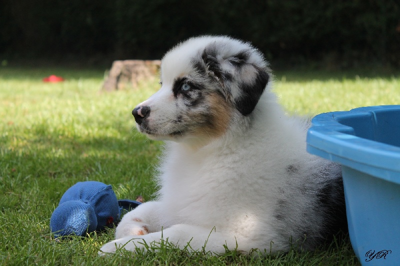 Publication : Of Yellowstone River Auteur : THEODOROU JACQUEMIN