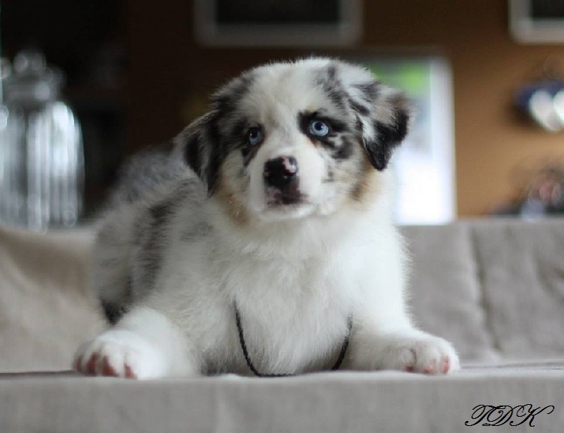 Publication : Of Yellowstone River Auteur : THEODOROU JACQUEMIN