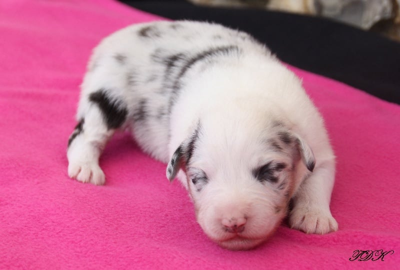 Publication : Of Yellowstone River Auteur : THEODOROU JACQUEMIN