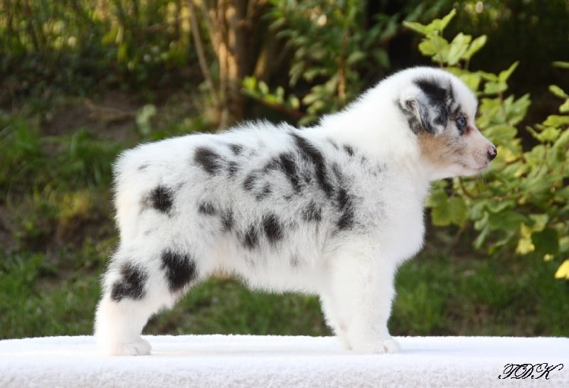 Publication : Of Yellowstone River Auteur : THEODOROU JACQUEMIN