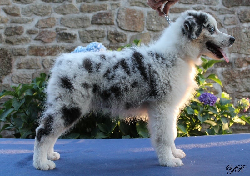 Publication : Of Yellowstone River Auteur : THEODOROU JACQUEMIN