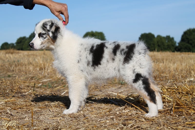 Publication : Of Yellowstone River Auteur : THEODOROU JACQUEMIN