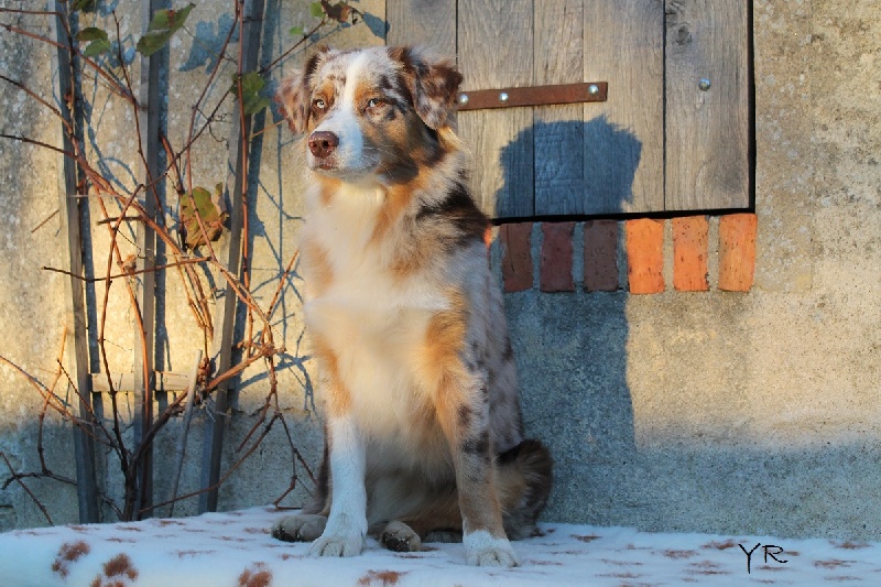 Hollister du Pays aux Longs Hivers