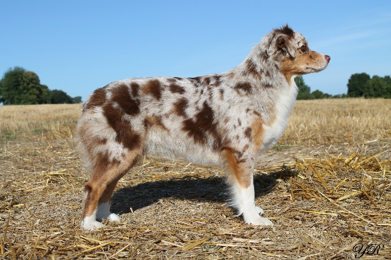 Hollister du Pays aux Longs Hivers