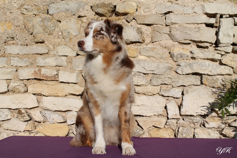 Hollister du Pays aux Longs Hivers