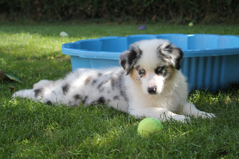 Publication : Of Yellowstone River Auteur : THEODOROU JACQUEMIN