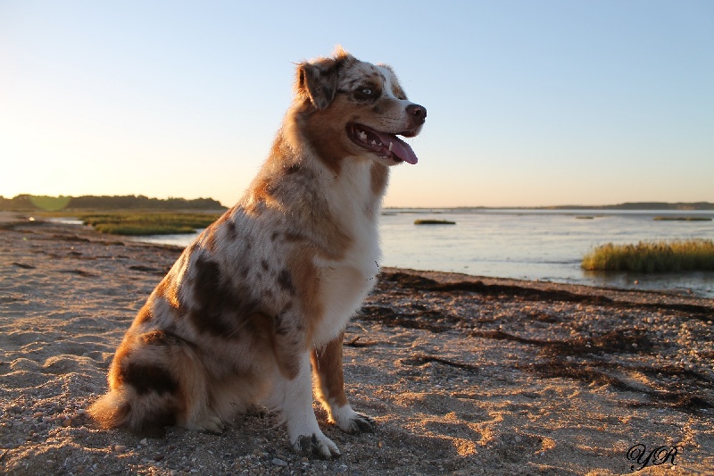 Hollister du Pays aux Longs Hivers