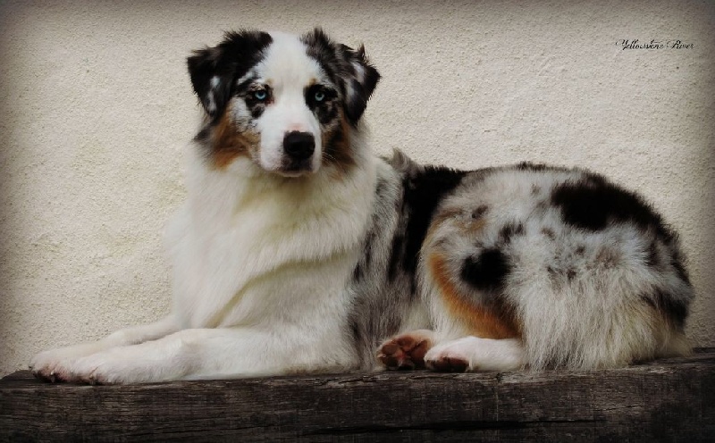 Publication : Of Yellowstone River Auteur : THEODOROU JACQUEMIN