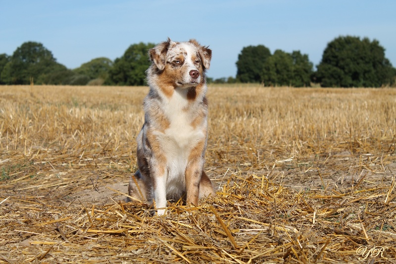Hollister du Pays aux Longs Hivers
