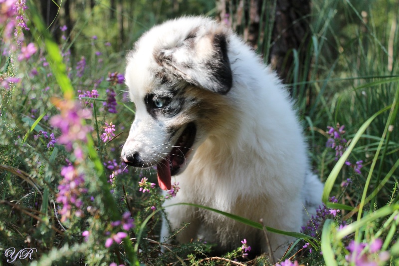 Publication : Of Yellowstone River Auteur : THEODOROU JACQUEMIN
