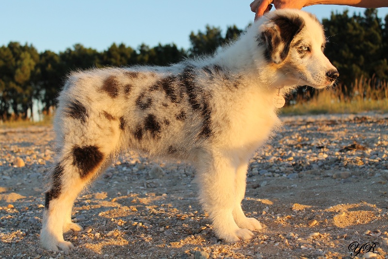 Publication : Of Yellowstone River Auteur : THEODOROU JACQUEMIN