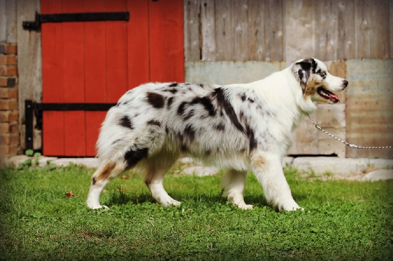 Publication : Of Yellowstone River Auteur : THEODOROU JACQUEMIN