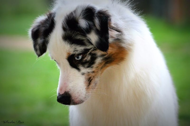 Publication : Of Yellowstone River Auteur : THEODOROU JACQUEMIN