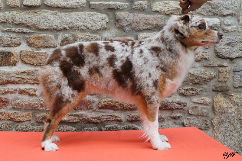 Hollister du Pays aux Longs Hivers