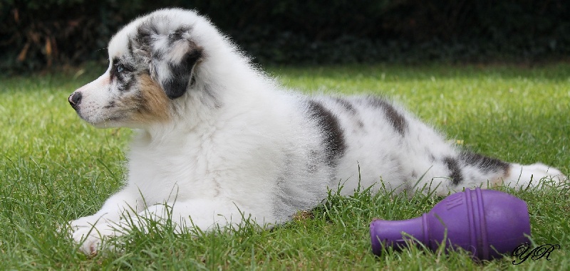 Publication : Of Yellowstone River Auteur : THEODOROU JACQUEMIN