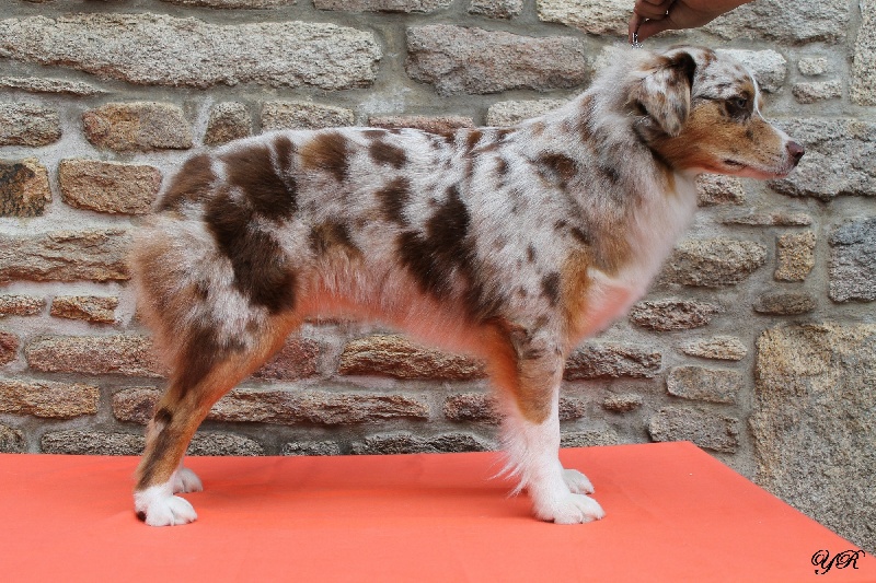 Hollister du Pays aux Longs Hivers