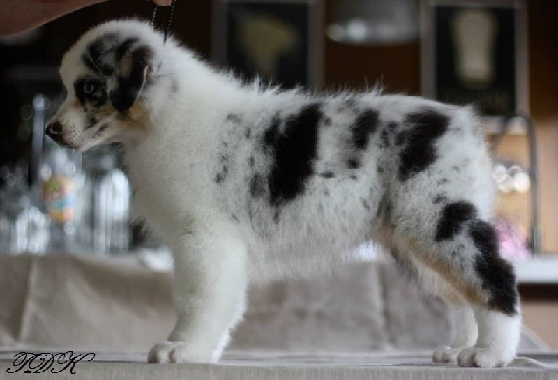 Publication : Of Yellowstone River Auteur : THEODOROU JACQUEMIN